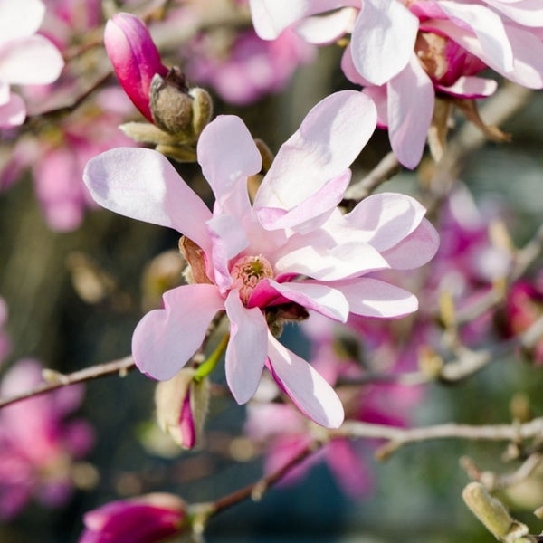 Magnolia loebneri 'Leonard Messel', pret special