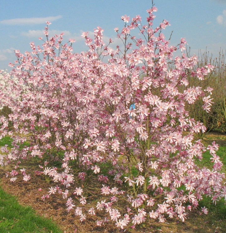 Magnolia loebneri 'Leonard Messel', pret special