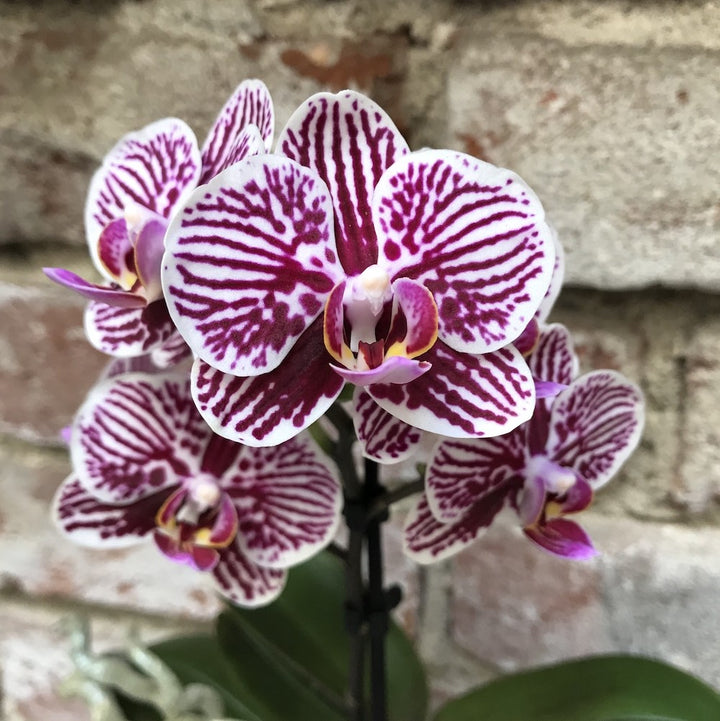 Orhidee Phalaenopsis Little Zebra, comanda online la pret special!