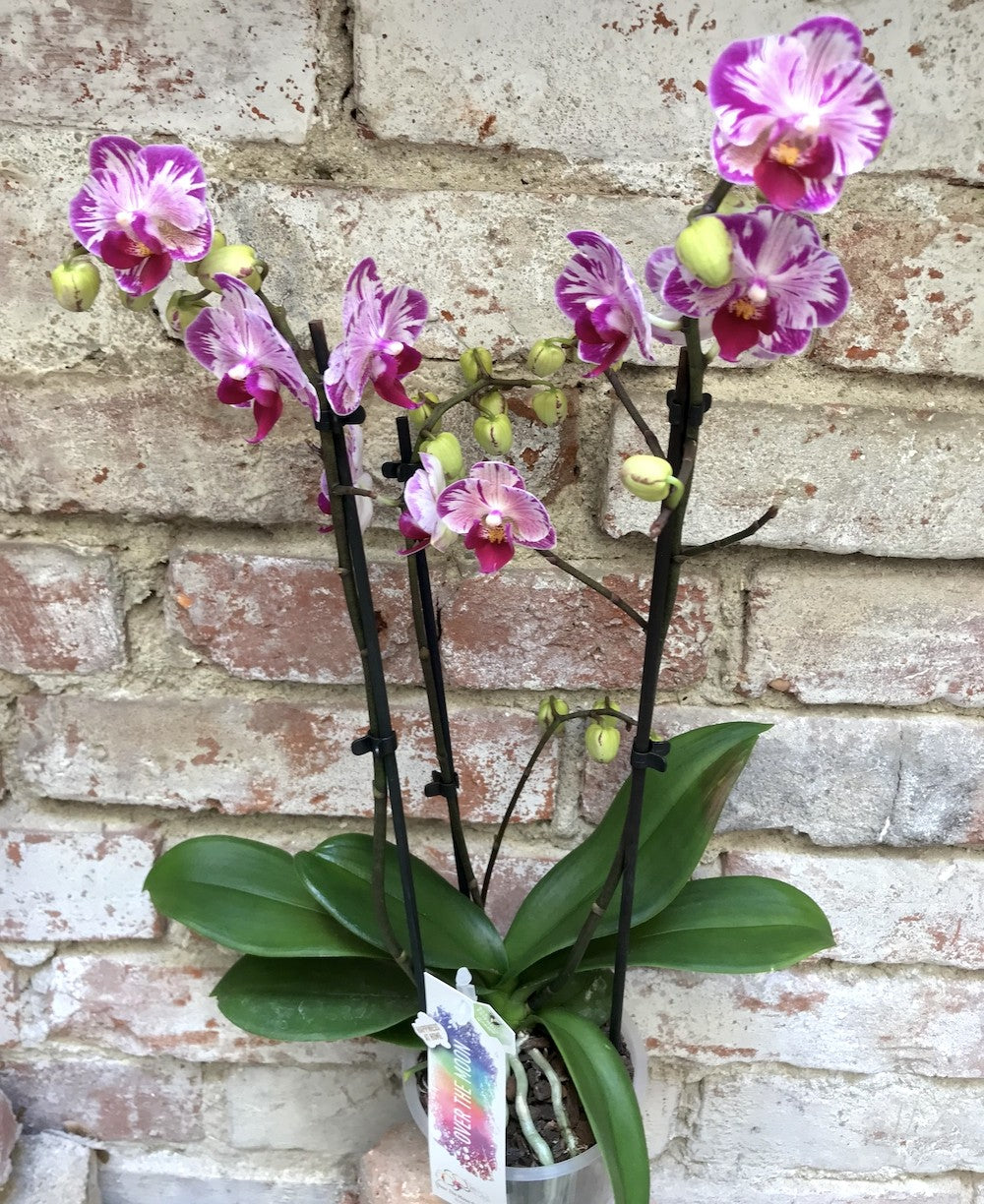 Orhidee Phalaenopsis Dtps. Little Gem Stripes 'Cat's King'   - culori speciale la pret imbatabil!