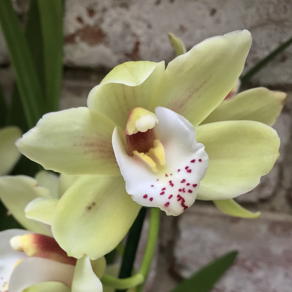 Comanda Orhidee Cymbidium in ghiveci la cel mai bun pret online!
