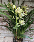 Comanda Orhidee Cymbidium in ghiveci la cel mai bun pret online!