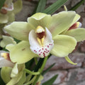 Comanda Orhidee Cymbidium in ghiveci la cel mai bun pret online!