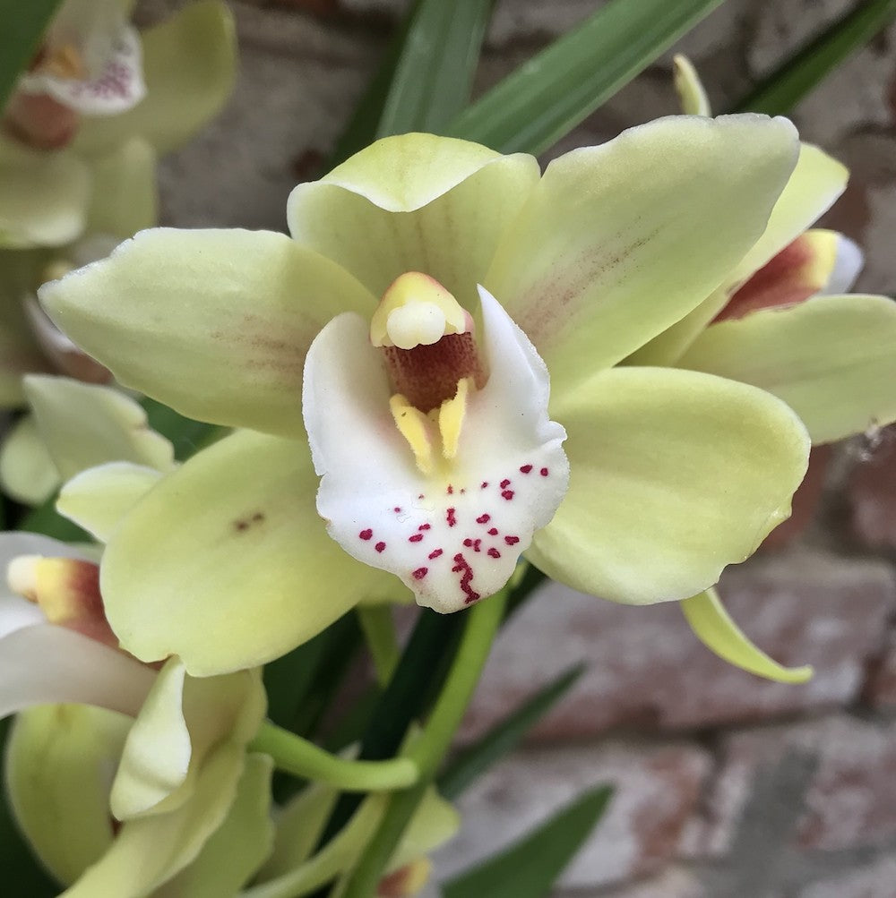 Comanda Orhidee Cymbidium in ghiveci la cel mai bun pret online!
