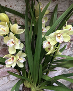 Comanda Orhidee Cymbidium in ghiveci la cel mai bun pret online!