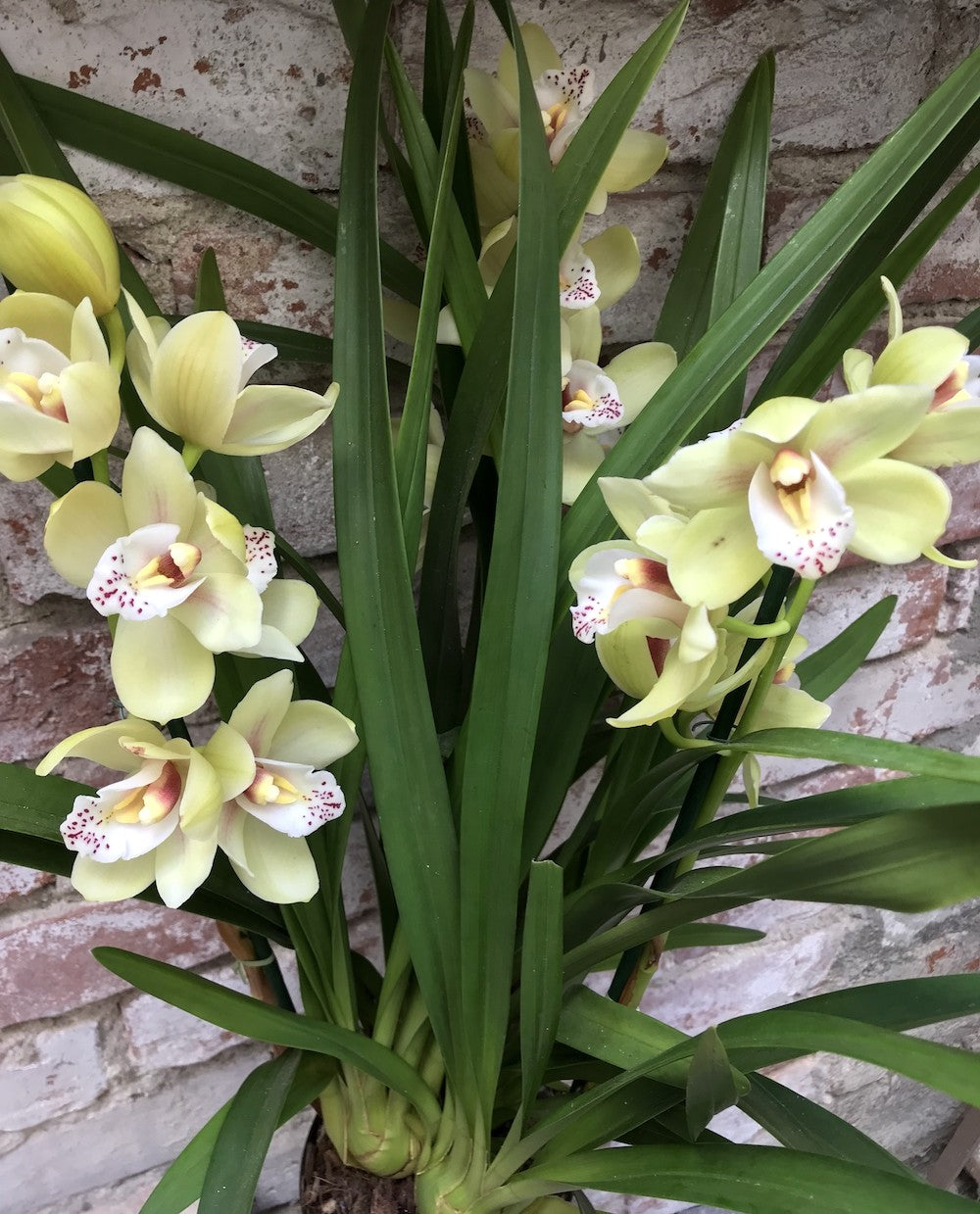 Comanda Orhidee Cymbidium in ghiveci la cel mai bun pret online!