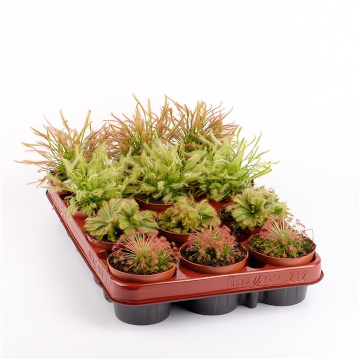 Comanda online Drosera capensis - Roua cerului, planta carnivora pret!