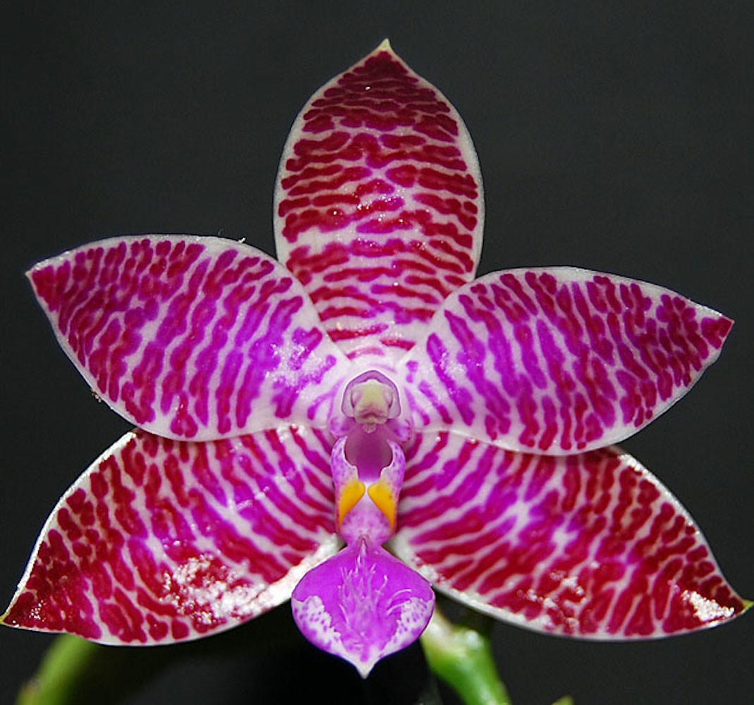 Orhidee Phalaenopsis lueddemaniana