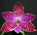 Orhidee Phalaenopsis lueddemaniana