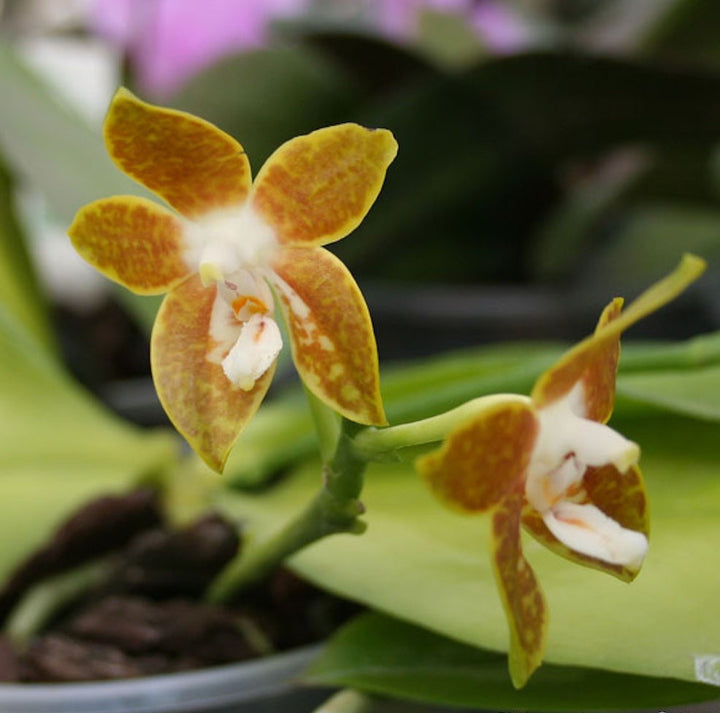 Orhidee Phalaenopsis venosa (parfumata)