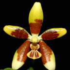 Orhidee Phalaenopsis fuscata (parfumata)