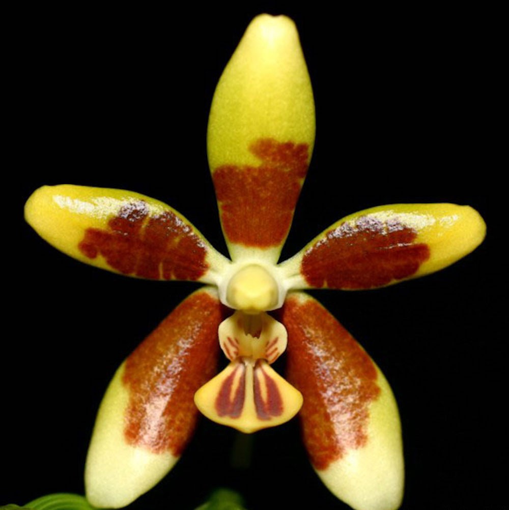 Orhidee Phalaenopsis fuscata (parfumata)