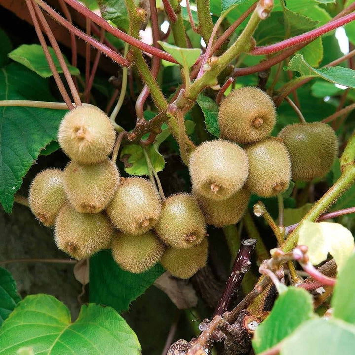 Kiwi altoit la ghiveci - Actinidia deliciosa 'Jenny', pret atractiv