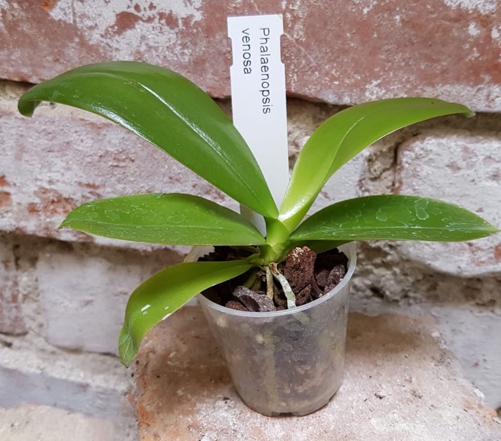 Orhidee Phalaenopsis venosa (parfumata)