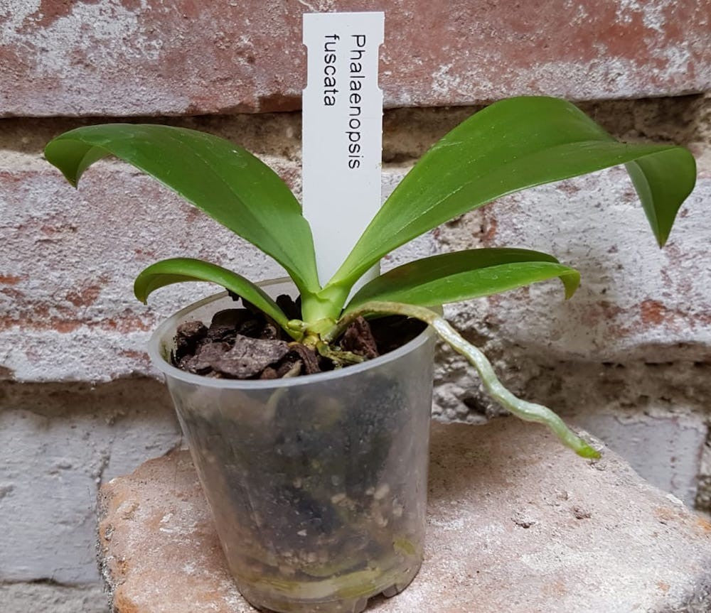 Orhidee Phalaenopsis fuscata (parfumata)
