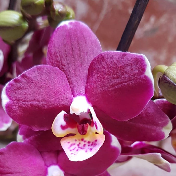 Orhidee Phalaenopsis multiflora, in ghiveci, de vanzare la pret special!