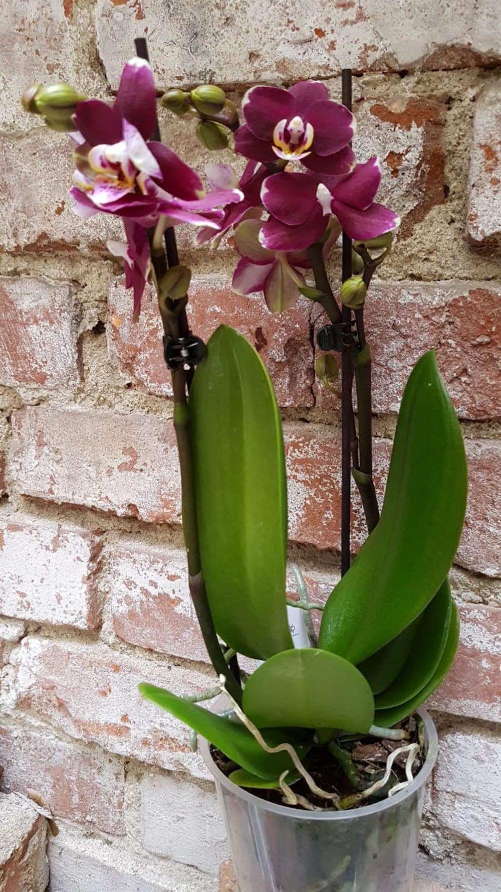 Orhidee Phalaenopsis multiflora, in ghiveci, de vanzare la pret special!