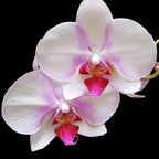 Orhidee Phalaenopsis MyMonro Make Up