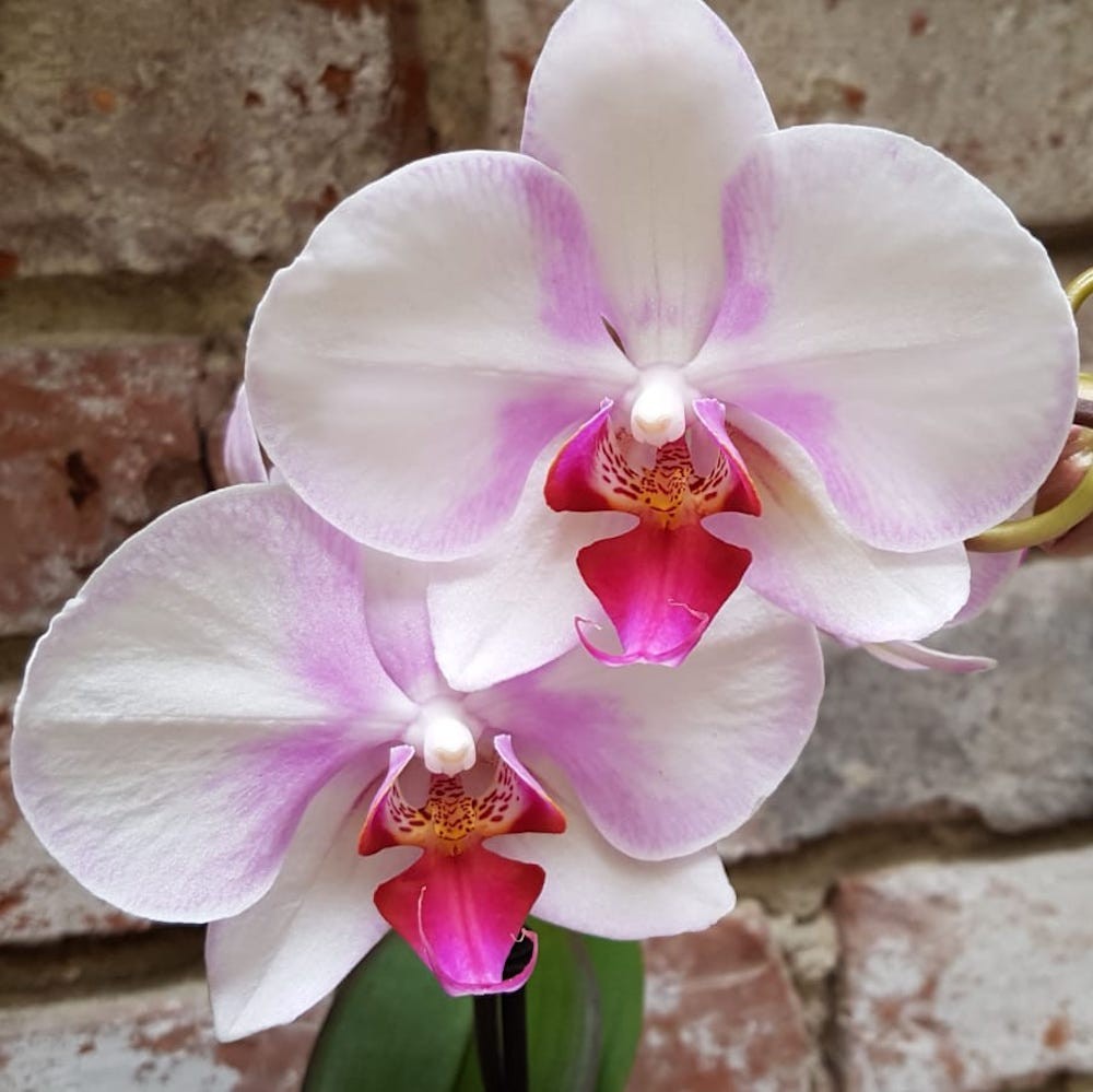 Orhidee Phalaenopsis MyMonro Make Up