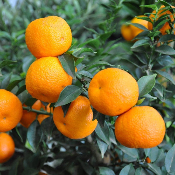 Citrus aurantium var. Myrtifolia - Chinotto