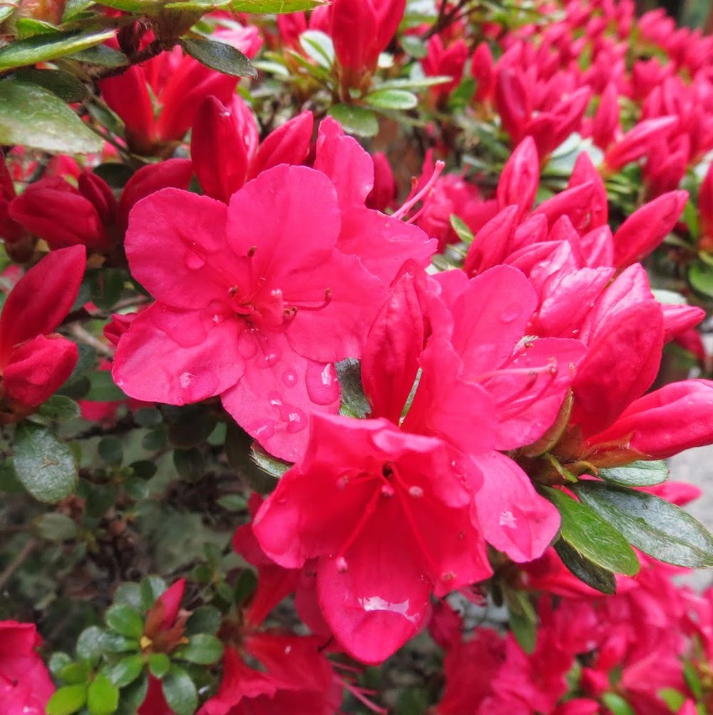 Azalee de gradina - Rhododendron Japanese, pret atractiv, livrare rapida