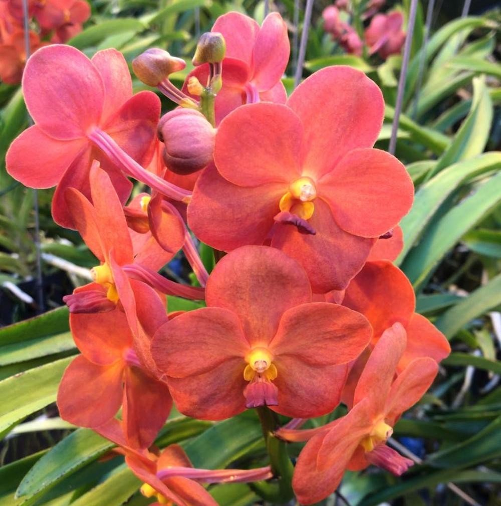 Orhidee Vanda (Tangelo) Peach Mango, de vanzare la pret imbatabi, cu livrare!