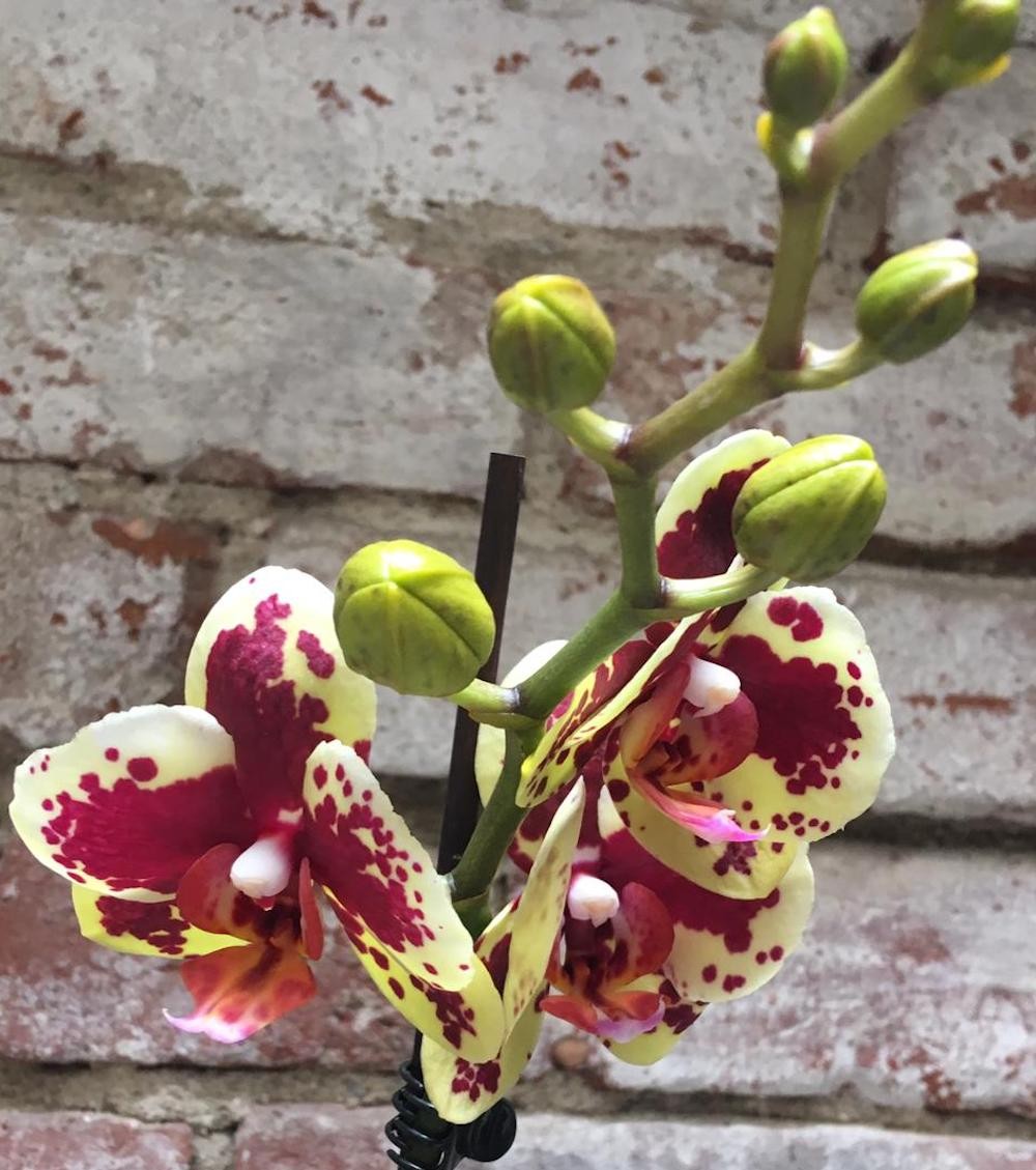 Orhidee Phalaenopsis Starfish