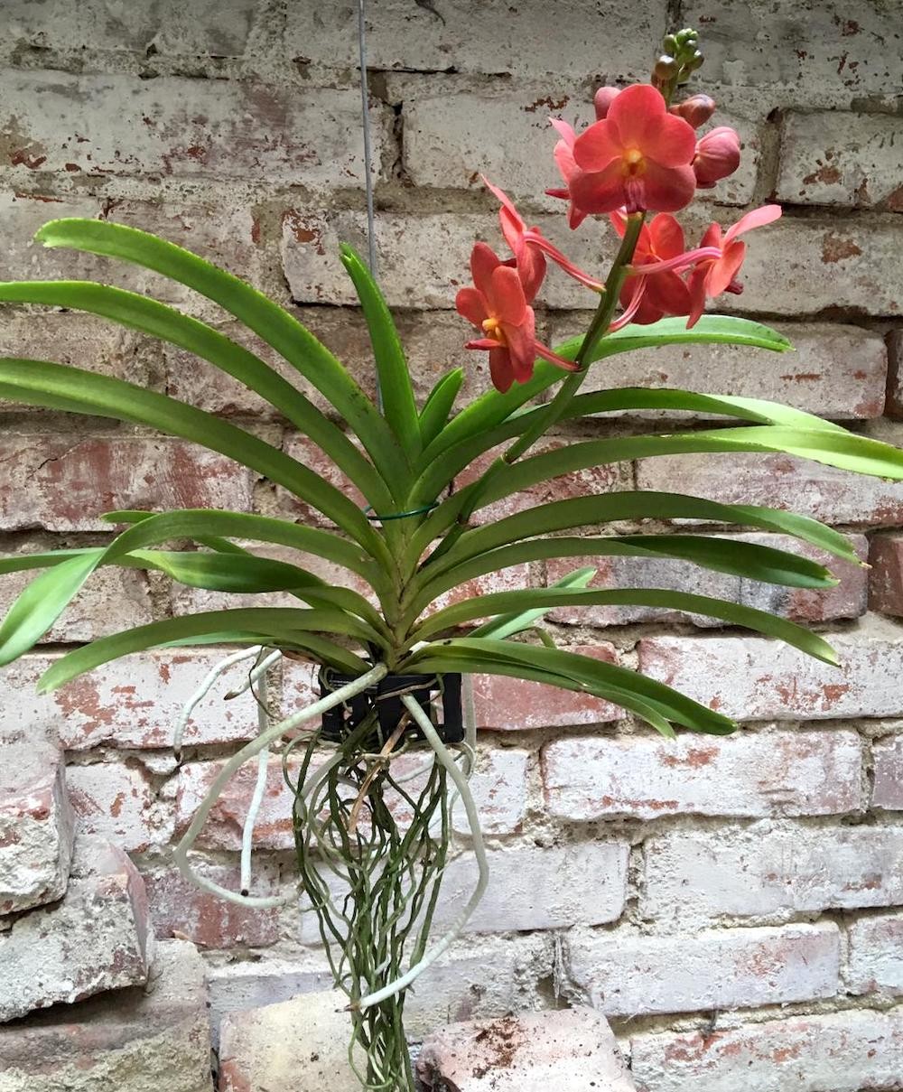 Orhidee Vanda (Tangelo) Peach Mango, de vanzare la pret imbatabi, cu livrare!