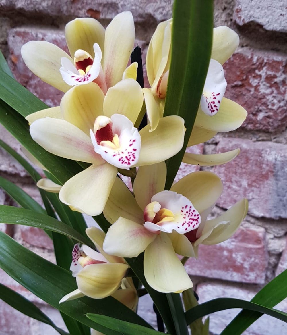 Comanda Orhidee Cymbidium in ghiveci la cel mai bun pret online!