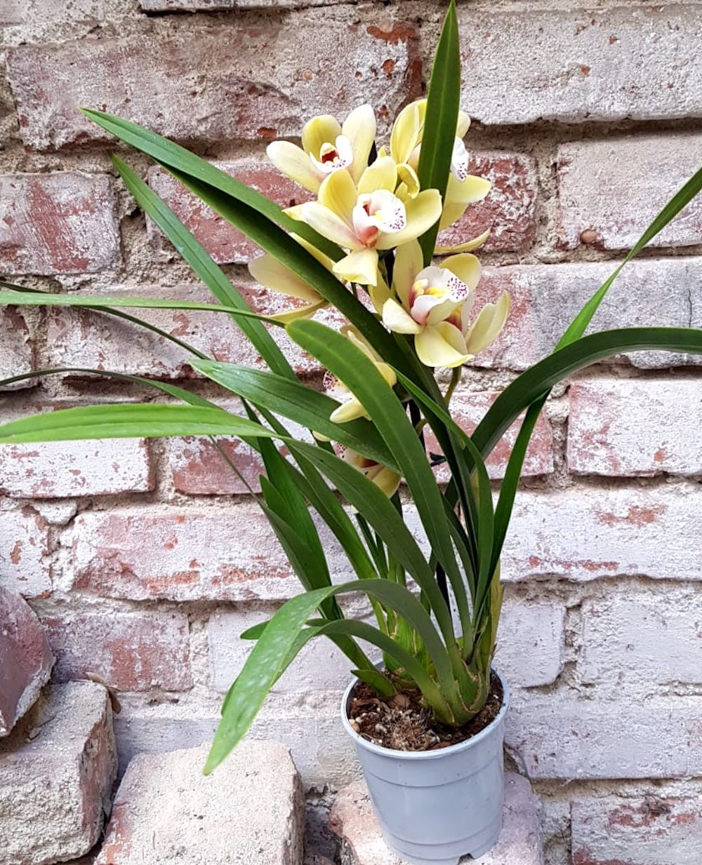 Comanda Orhidee Cymbidium in ghiveci la cel mai bun pret online!