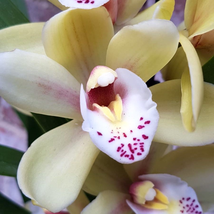 Comanda Orhidee Cymbidium in ghiveci la cel mai bun pret online!