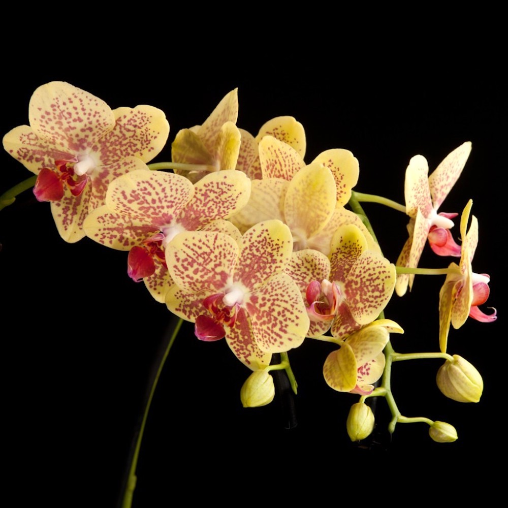 Orhidee Phalaenopsis Pulsation, orhidee galbena in ghvieci la pret atractiv