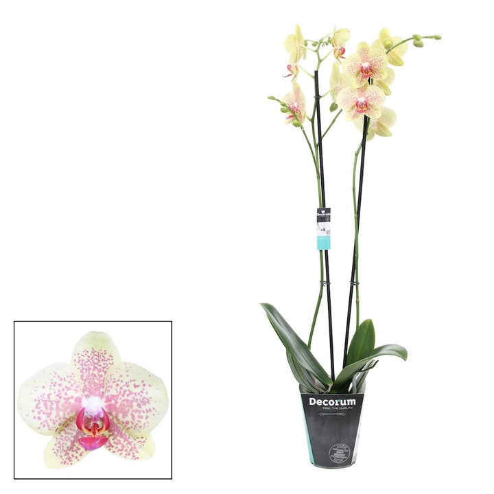 Orhidee Phalaenopsis Pulsation, orhidee galbena in ghvieci la pret atractiv