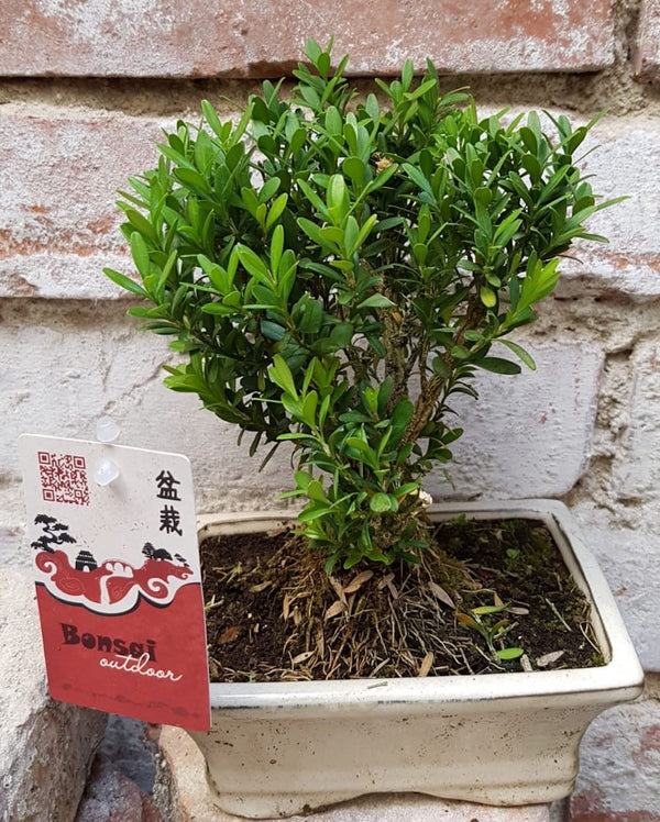 Bonsai de exterior - Buxus, specie de bonsai, pret special