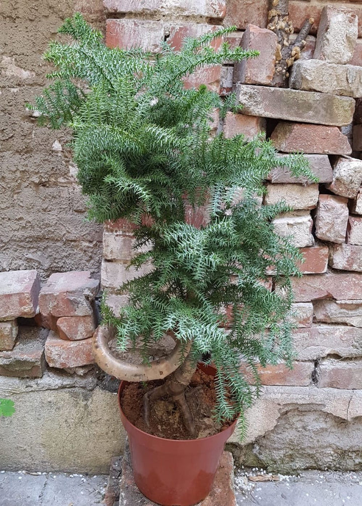 Araucaria Cunninghamii - bonsai de interior (Hoop Pine), pret online imbatabil