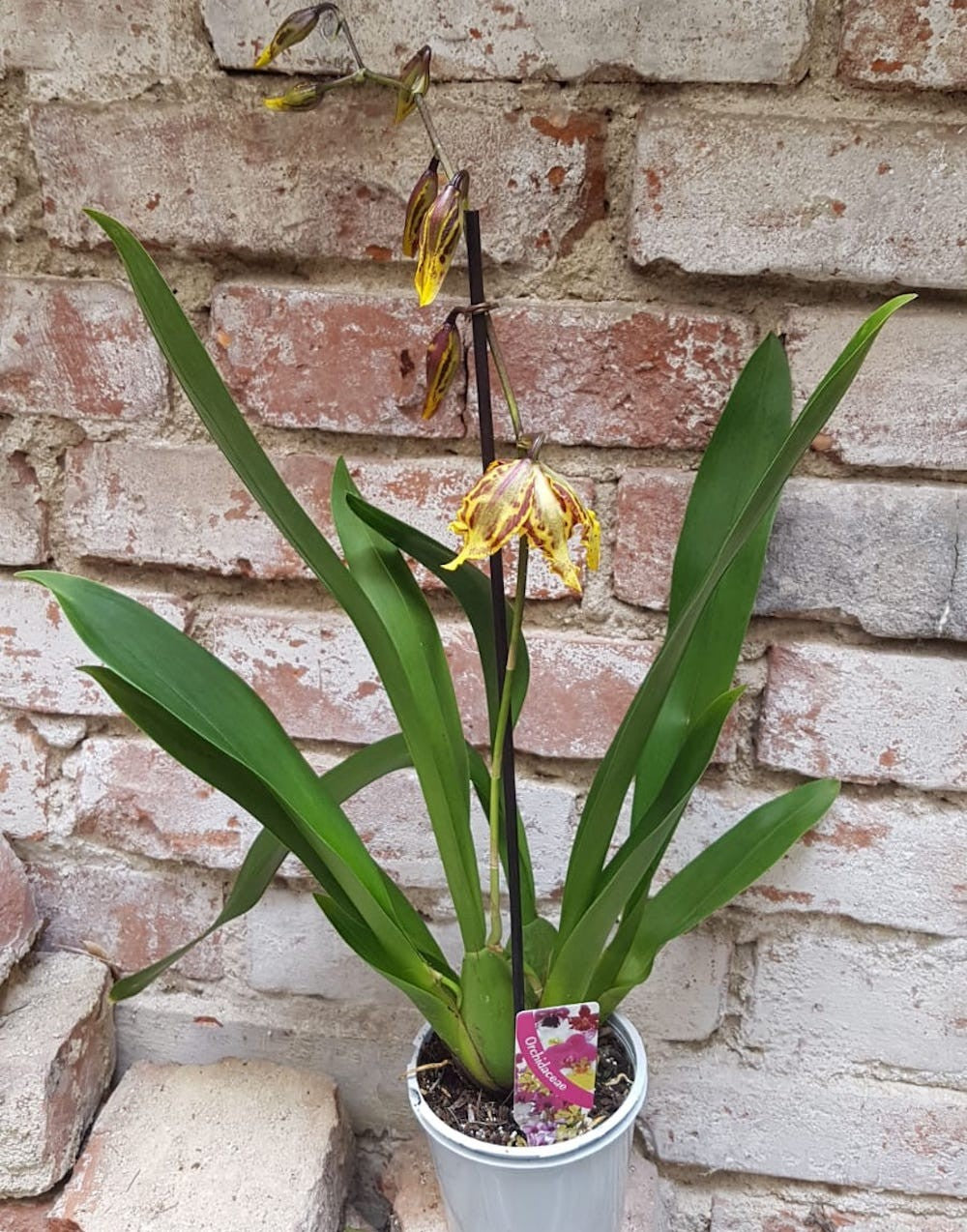 Comanda ohidee cambria Maxima, orhidee la ghiveci cel mai bun pret!