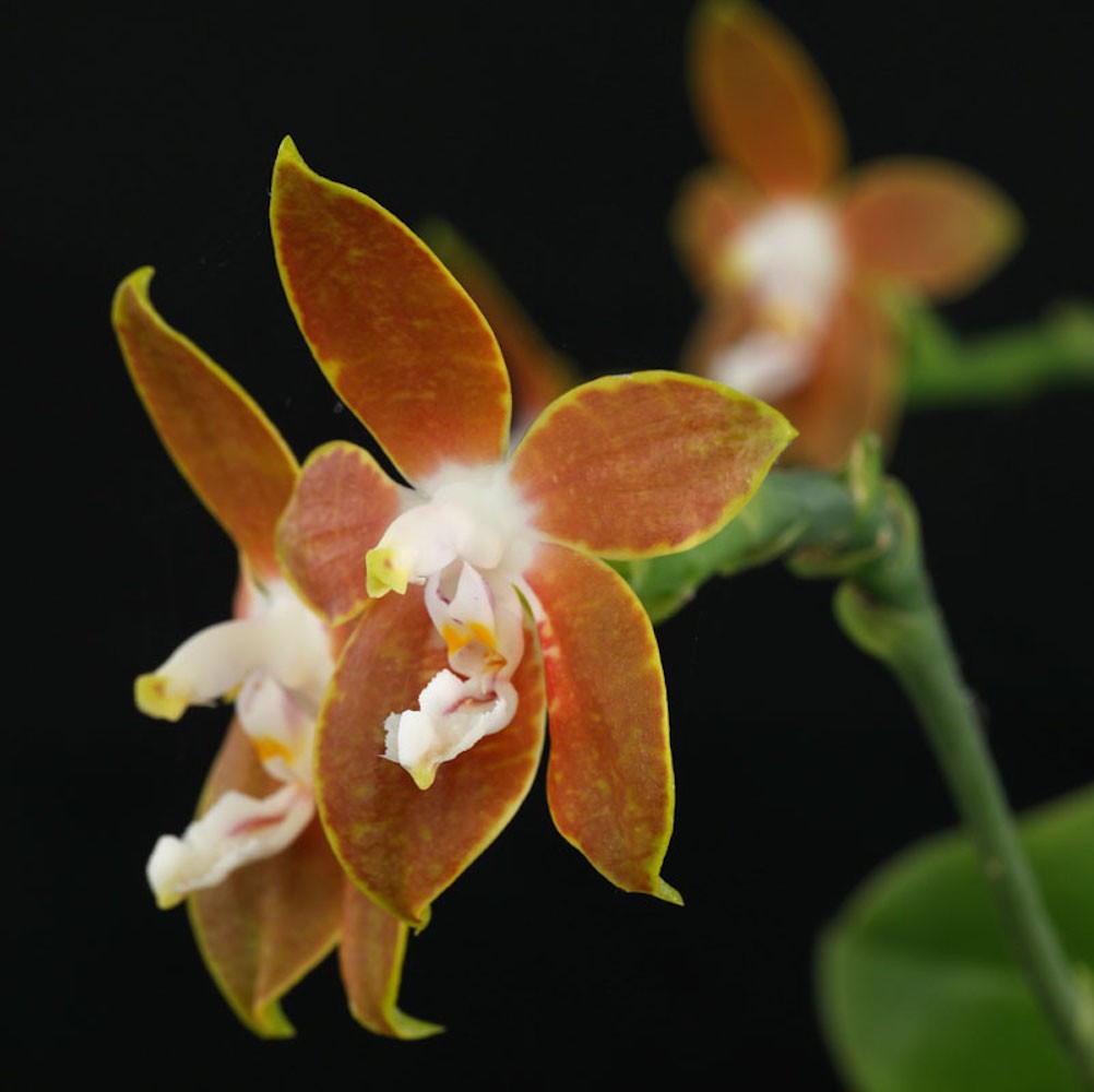 Orhidee Phalaenopsis venosa (parfumata)