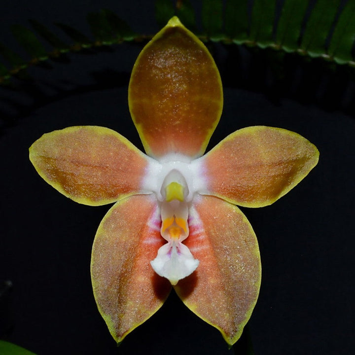 Orhidee Phalaenopsis venosa (parfumata)