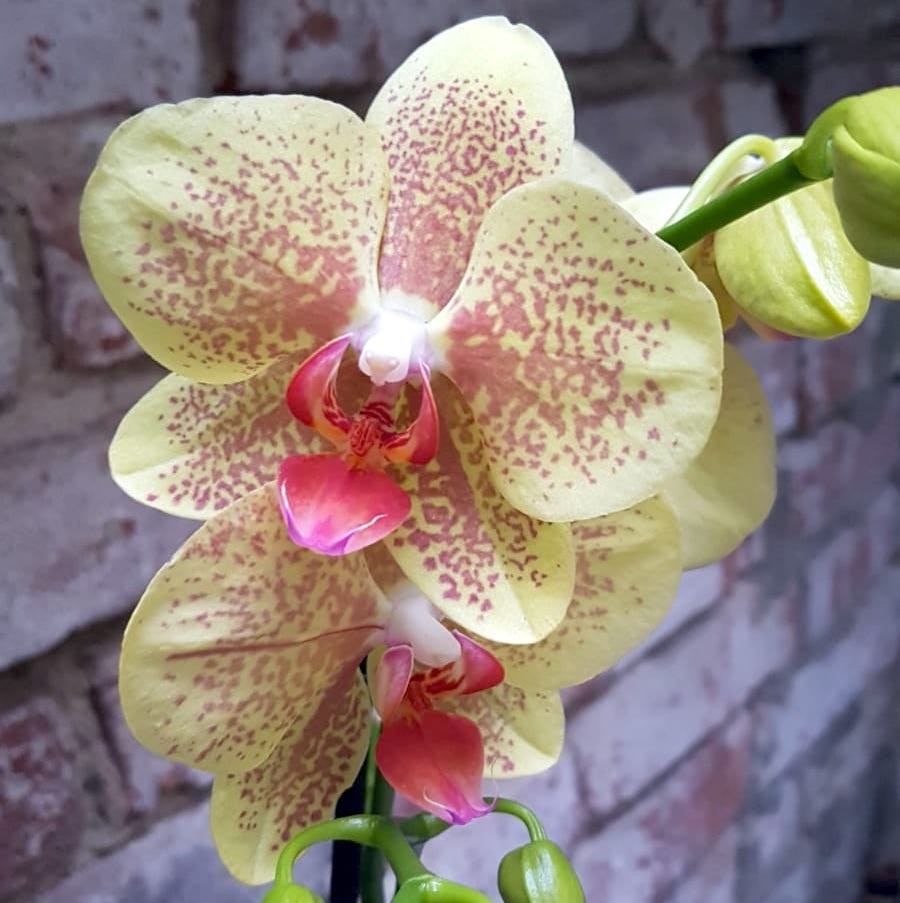 Orhidee Phalaenopsis Pulsation, orhidee galbena in ghvieci la pret atractiv