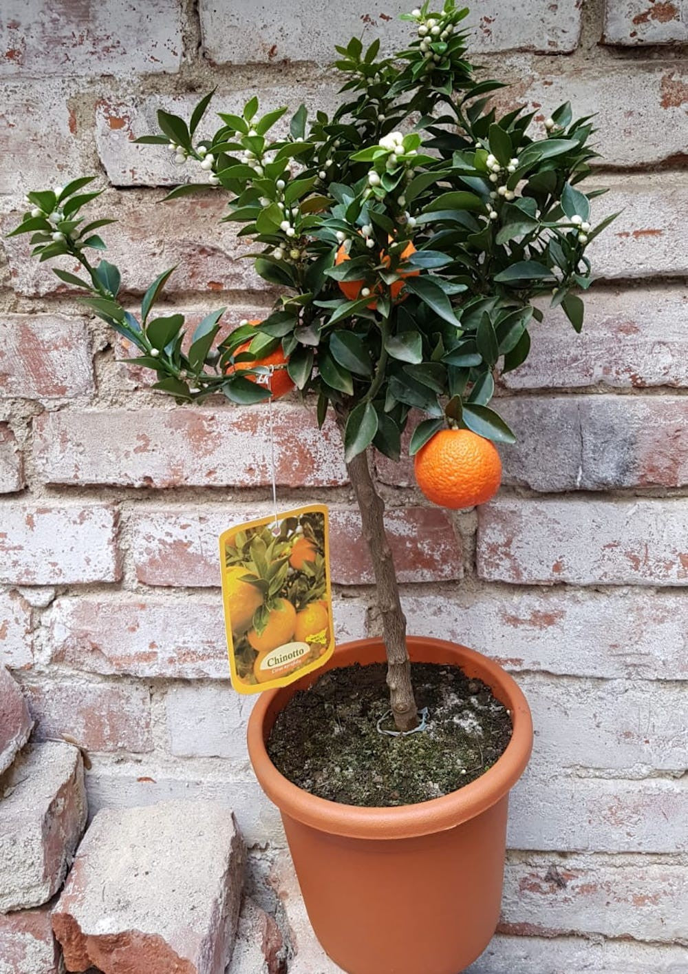 Citrus aurantium var. Myrtifolia - Chinotto