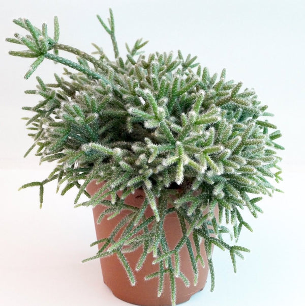 Rhipsalis pilocarpa, specii rare de cactusi la pret atractiv!