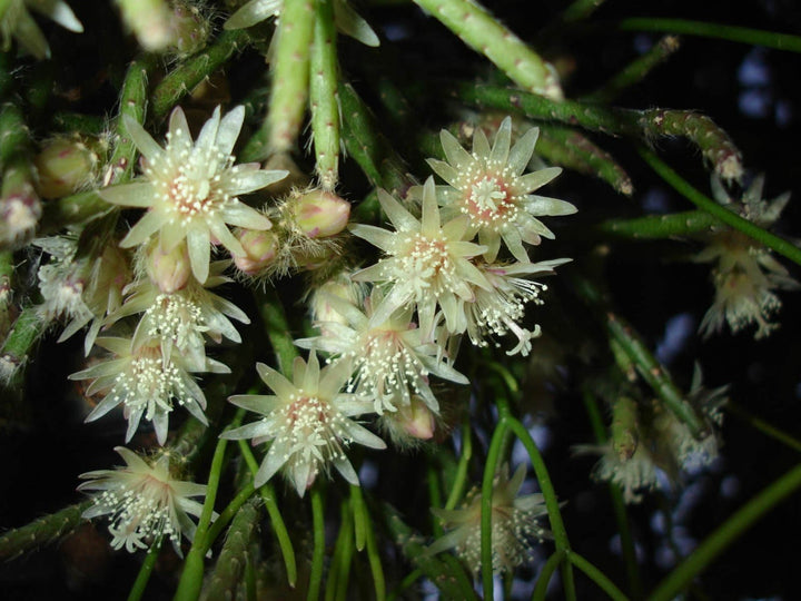 Rhipsalis pilocarpa, specii rare de cactusi la pret atractiv!