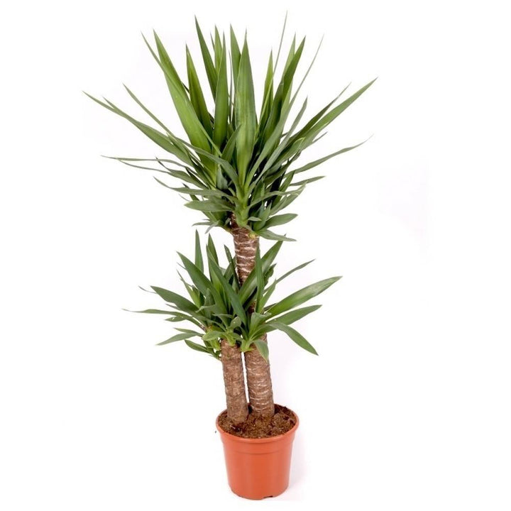 Comanda planta Yucca 2 tulpini la pret imbatabil!