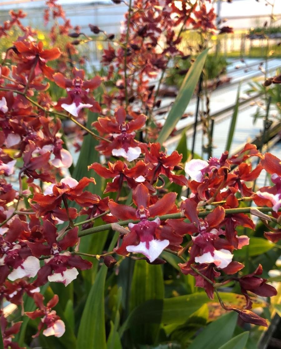 Orhidee Oncidium Sharry Baby Sweet Fragrance- cel mai  bun pret cu livrare!