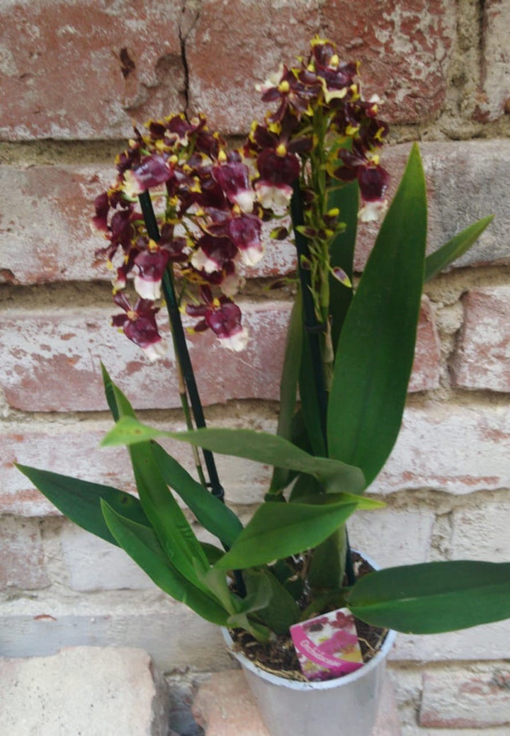 Orhidee Oncidium Space Race Coco parfumata 2 tije