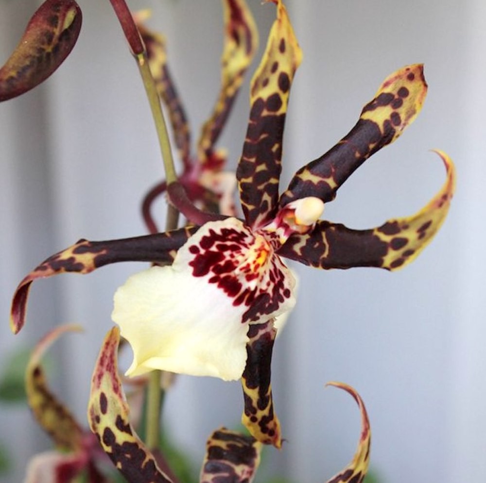 Comanda online Orhidee cambria parfumata in ghiveci, la pret atractiv