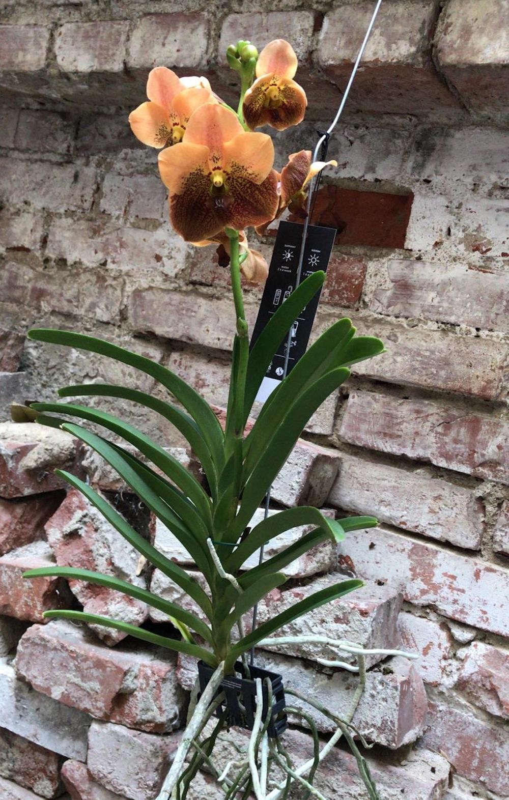 Orhidee Vanda DIVANA Amber Mahogany de vanzare la pret imbatabi, cu livrare!
