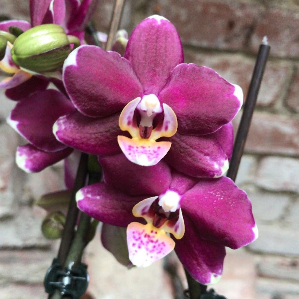 Orhidee Phalaenopsis multiflora, in ghiveci, de vanzare la pret special!