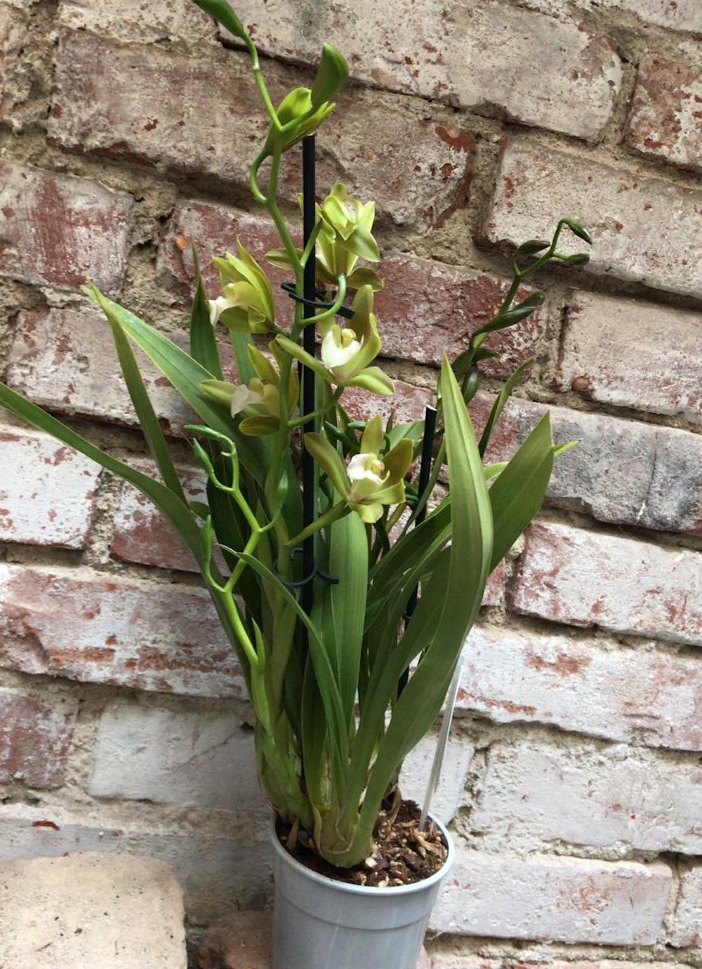 Orhidee Cymbidium verde Tiger Tail in ghiveci, la pret imbatabil