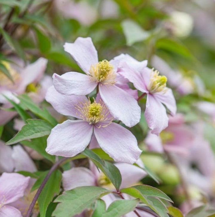 Clematite Montana Pink Perfection - Regina plantelor cataratoare